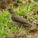 Turdus amaurochalinus - Photo (c) Gloria Feltrin,  זכויות יוצרים חלקיות (CC BY-NC), הועלה על ידי Gloria Feltrin