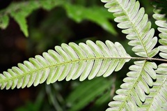 Pteris setulosocostulata
