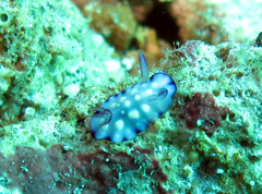 Goniobranchus hintuanensis