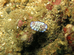 Goniobranchus hintuanensis