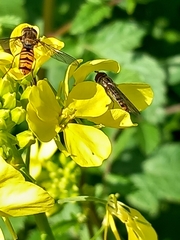 Episyrphus balteatus