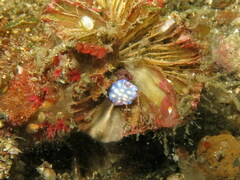 Goniobranchus hintuanensis