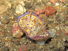 Goniobranchus kuniei
