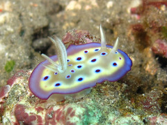 Goniobranchus kuniei