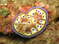 Goniobranchus kuniei