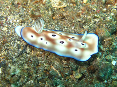 Goniobranchus leopardus