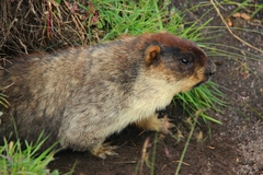Marmota camtschatica