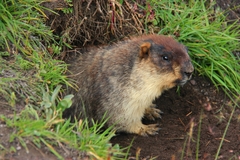 Marmota camtschatica
