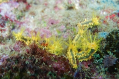 Colochirus robustus