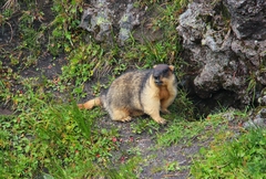 Marmota camtschatica