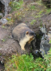 Marmota camtschatica