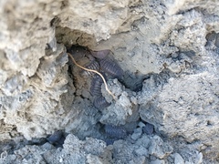 Armadillidium pallasii