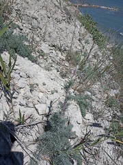 Seseli gummiferum