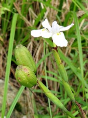 Dietes