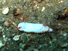 Goniobranchus verrieri