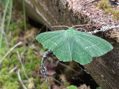 Geometra papilionaria
