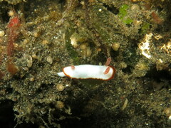 Goniobranchus verrieri