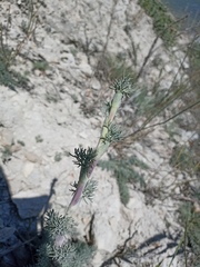 Seseli gummiferum