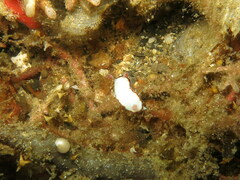 Goniobranchus verrieri