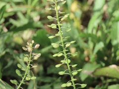 Lepidium virginicum