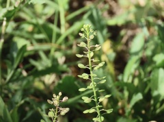 Lepidium virginicum