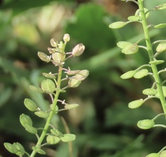 Lepidium virginicum