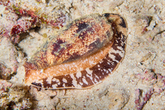 Conus geographus
