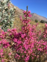 Erica daphniflora