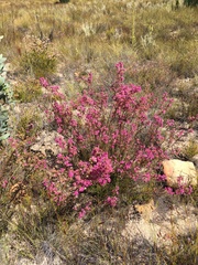 Erica daphniflora