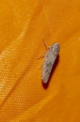 Paraphlepsius irroratus