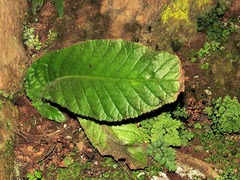 Streptocarpus davyi image