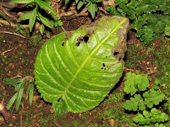 Streptocarpus davyi image