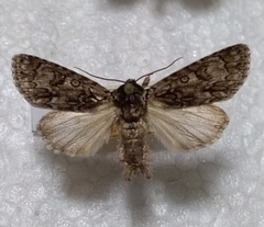 Acronicta euphorbiae