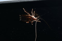 Parcoblatta pennsylvanica