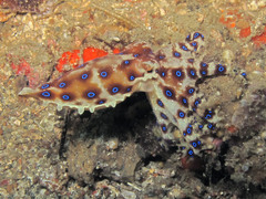 Hapalochlaena lunulata