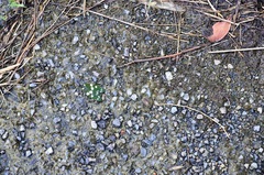 Eterusia aedea formosana