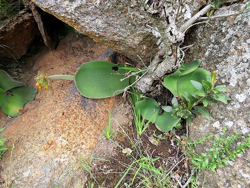 Haemanthus image