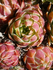 Sempervivum
