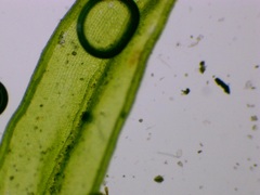Ulota crispa
