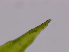 Ulota crispa