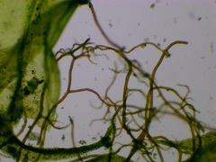 Ulota crispa