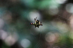 Gasteracantha geminata