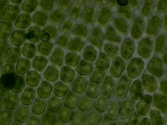 Ulota crispa