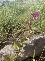 Asclepias albens