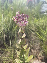 Asclepias albens