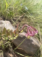 Asclepias albens