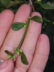 Baccharis glomeruliflora