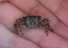 Pachygrapsus