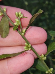 Baccharis glomeruliflora