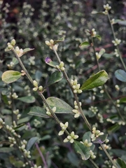 Baccharis glomeruliflora